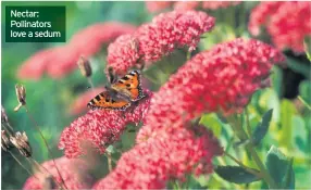  ??  ?? Nectar: Pollinator­s love a sedum