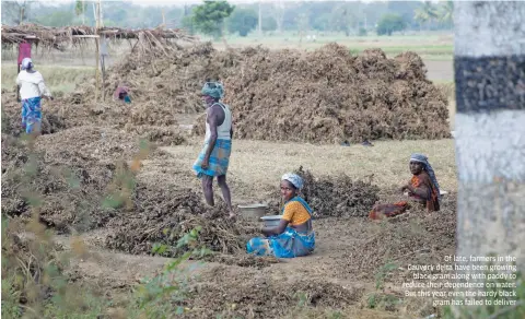  ??  ?? Of late, farmers in the Cauvery delta have been growing black gram along with paddy to reduce their dependence on water. But this year even the hardy black gram has failed to deliver