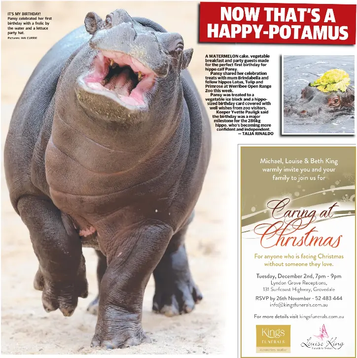 Now That S A Happy Potamus Pressreader