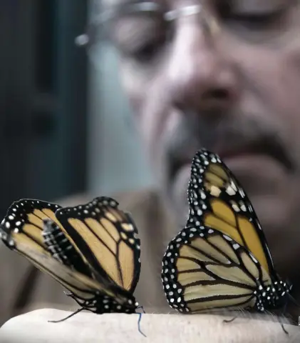  ?? BRUCE PARKER ?? Bruce Parker has been tracking, raising and tagging monarch butterflie­s in and around London, Ont., since 1998.