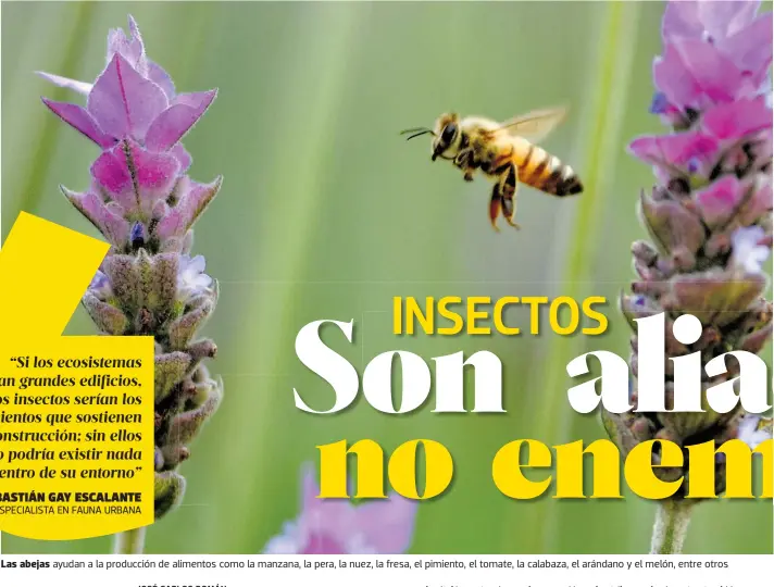  ?? DANIEL GALEANA ?? Las abejas ayudan a la producción de alimentos como la manzana, la pera, la nuez, la fresa, el pimiento, el tomate, la calabaza, el arándano y el melón, entre otros