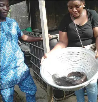  ?? CHIKODILLI OZULUMBA ?? Azeez ( left) and Chiamaka at one of the fish farms in Ikorodu