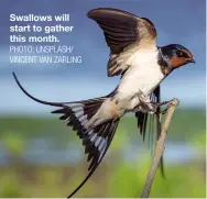  ?? PHOTO: UNSPLASH/ VINCENT VAN ZARLING ?? Swallows will start to gather this month.