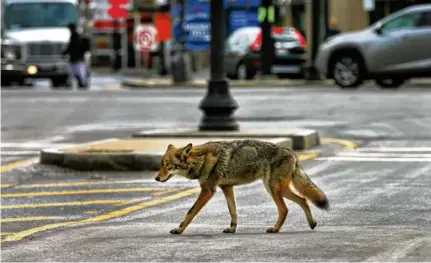  ?? JOHN TLUMACKI/GLOBE STAFF ?? A coyote nonchalant­ly walked along Francis Street in front of Brigham and Women’s Hospital.