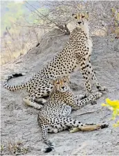  ?? ?? i Good spot: Mike Unwin also saw cheetahs on the six-day safari