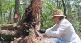  ?? TALLAHASSE­E DEMOCRAT ?? Marilyn Spores digs for artifacts in a fallen tree’s roots.