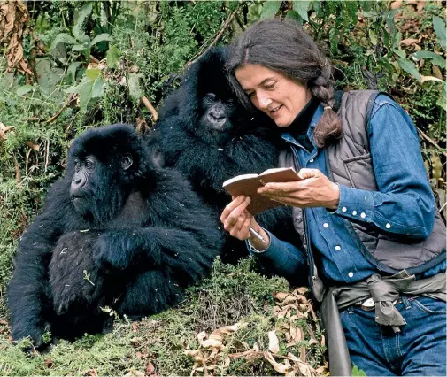  ??  ?? Dian Fossey said she often felt as though she could trust gorillas but was more cautious around humans – it could be a lesson to all of us.