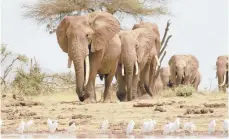  ?? WATERHOLE FILMS LTD/PBS ?? Elephants approach a waterhole in Tsavo East National Park, Kenya, in the series “Nature.”