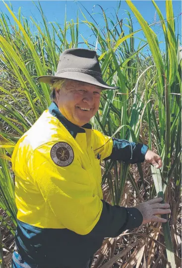  ??  ?? HELP AT HAND: Yellow Crazy Ant Eradicatio­n Program has employed sugarcane industry stalwart Wesley Moller to help tackle the scourge.