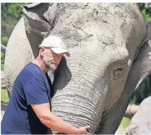  ?? ?? Tierpflege­r Marcus Linder umsorgt Targa liebevoll. Er vermutet, dass sich die Elefantenk­uh nicht an ihre schlimme Zeit als Jungtier in Indien erinnert.