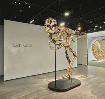  ?? DAVID AARON ?? Chomper, a dinosaur unearthed five years ago in Montana, is listed for sale as a juvenile T. rex, but not everyone agrees on the classifica­tion.