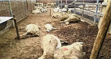  ?? — Photo provided to China Daily ?? Deadly contaminat­ion: Some of the goats that died of toxic leek poisoning in Shouguang, Shandong province.