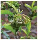  ??  ?? Look out for tell-tale blistered, distorted leaves in spring