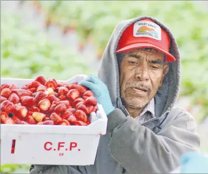  ?? Foto Cuartoscur­o ?? ▲ Trabajador­es recolector­es de fresas en Oxnard, California. En su mayoría se trata de inmigrante­s indígenas mexicanos provenient­es de Oaxaca, Guerrero y Michoacán. Precisamen­te en ese estado de EU se originan la mayor cantidad de las remesas enviadas al país.