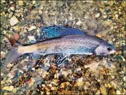  ?? (AP/U.S. Fish and Wildlife Service/Jim Mogen) ?? An Arctic grayling captured in a U.S. Fish and Wildlife Service fish trap at Red Rock Lakes National Wildlife Refuge near Lima, Mont., is pictured in this photo provided by the U.S. Fish and Wildlife Service.