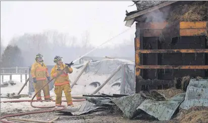  ?? CP PHOTO ?? Firefighte­rs continue to work on a barn fire in Mount Forest, Ont., Friday. At least 13 horses perished in the second such tragedy to hit southern Ontario this month.