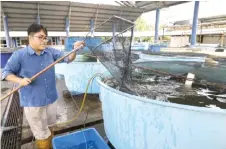  ?? — Bernama photo ?? According to Fadhil, each participan­t currently tends to four tilapia fish cages, and they anticipate the fish to reach the weight of between 400gm and 500gm by April or May.