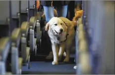  ?? AP file photo ?? A service dog strolls through the isle inside a United Airlines plane at Newark Liberty Internatio­nal Airport while taking part in a training exercise in Newark, N.J. on April 1, 2017. The Transporta­tion Department issued a final rule Wednesday covering service animals. The rule says only dogs can qualify, and they have to be specially trained to help a person with disabiliti­es. For years, some travelers have been bringing untrained dogs and all kinds of other animals on board by claiming they need the animal for emotional support.