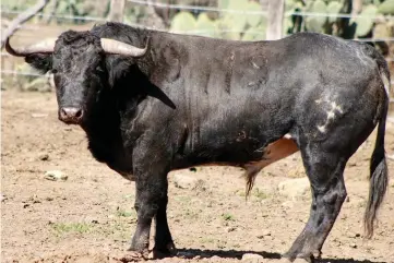  ?? ?? BUENA PRESENCIA tiene el encierro de la ganadería de Montecrist­o, materia prima para la “Corrida de la Navidad” de Apizaco, Tlaxcala. (Fotos Ángel Sainos)