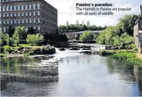  ??  ?? Paisley’s paradise
The Hamills in Paisley are popular with all sorts of wildlife