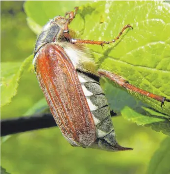  ?? FOTO: SEBASTIAN MUSOLF ?? Nachdem dem Maikäfer durch Menschenha­nd fast der Garaus gemacht worden ist, hilft ihm nun der Klimawande­l.