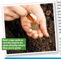  ??  ?? Root crops such as carrots need to be sown directly where they are to grow