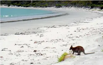  ??  ?? You don’t have to go far from urban areas to spot Australia’s marsupials jumping around.