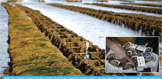  ?? ?? MANCHE: Oyster farming nets are pictured in Saint-Vaast-la-Hougue, northweste­rn France. The prefecture­s of Calvados and Manche temporaril­y banned the consumptio­n and marketing of oysters produced in certain coastal sectors of the two department­s due to health problems. (Inset) French oysters are pictured at the port of La Teste on the bay of Arcachon, southweste­rn France. — AFP photos