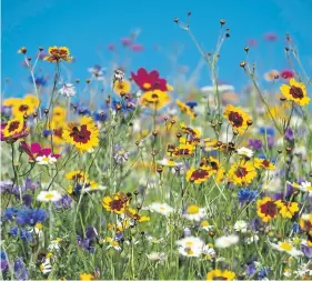  ?? ?? People are being invited to cut their grass less regularly (photo: Adobe)