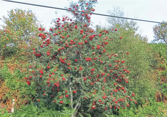  ?? The autumn berries of rowans – trees native to Scotland and steeped in myth – are ripe for the picking at Glenesk. Picture: Angus Whitson. ??