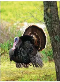  ??  ?? The regal wild turkey gobbler is America’s largest and, many say, most elusive game bird. This bird was photograph­ed near Hickory Ridge in Cross County.