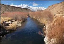  ?? ?? Fresh snow on the Sierra, warm days, low flows and blue wing olive mayfly hatches makes the lower Owens River the best fly fishing spot this week.