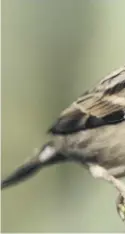  ?? ?? The house sparrow was the most commo