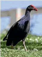  ??  ?? A ceramic pukeko is easier to wrangle than a real one.