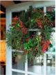  ??  ?? Left to right: Gathering holly and mistletoe, with their bead-like berries; winter beauty in a frosted evergreen fern; the wreath is hung to welcome Christmas visitors.