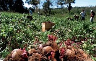  ??  ?? PRODUçãO LOCAL: um dos projetos da Xingu incentiva pequenos produtores rurais a plantar legumes e hortaliças, como beterraba, cenoura, cebolinha e coentro