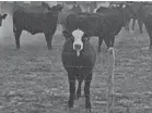  ?? JONATHAN TILOVE/USA TODAY NETWORK ?? Cattle await their fate in a feed lot next to the JBS beef plant in Cactus, Texas.