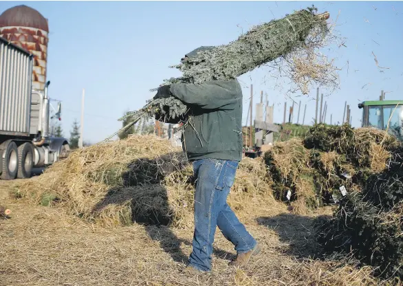  ?? LUKE SHARRETT/BLOOMBERG ?? A worker loads a freshly harvested Christmas tree into a semi trailer at Brown’s Tree Farm in Muncy, Pa., on Wednesday. People looking for Christmas trees this year may find them hard to come by or about 10 per cent more expensive than last year. Tree...