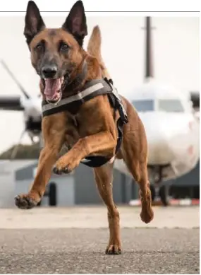  ?? FOTO PATRICK DE ROO ?? Matti staat te popelen om naar Aruba te vertrekken. Al zal hij zijn baasje wel missen. “Het afscheid zal moeilijk worden, maar na een paar weken wordt dat verdriet ingeruild voor trots”, zegt trainer Yannick.