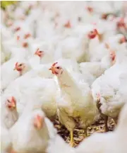  ?? ?? Shortfall: The country will not be able to produce sufficient chicken to meet local demand in 2024. /123RF