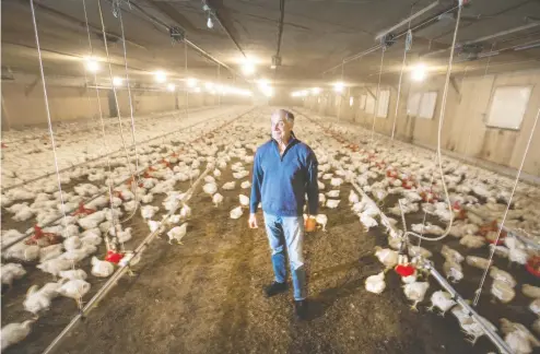  ?? PETER J THOMPSON / NATIONAL POST ?? Marvin Ungerman — standing among his chickens at Sharvin Farms in Port Perry — is leaving the business, ending a 100-year family dynasty.