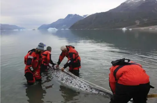  ??  ?? In Groenland laten onderzoeke­rs een narwal vrij, nadat ze sensoren hebben aangebrach­t.