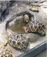  ??  ?? Gorgeous species of Burmese Star Tortoises