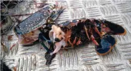  ?? ARKIVFOTO: ESPEN HALVORSEN ?? Denne rogn-hummeren ble funnet i en teine som fiskeren ikke hadde passet godt nok på. Han fikk bot. Bildet er fra 2016.