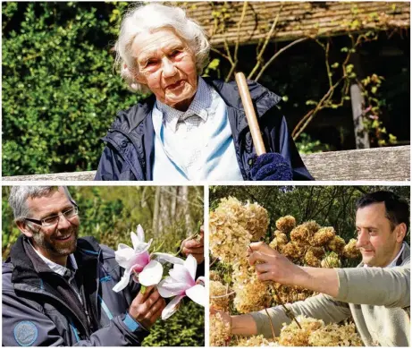  ??  ?? Le jardin Le Vasterival à Sainte-Marguerite-sur-Mer a été acquis au milieu des années 50 par la princesse Greta Sturdza (ci-dessus). Didier Willery (à gauche), le directeur technique, et Dominique Cousin, grimpeur - élageur poursuiven­t son travail avec...