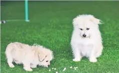  ?? — Reuters photo ?? Nine-year-old Juice looks at its two-month-old clone at He Jun’s pet resort in Beijing, China.