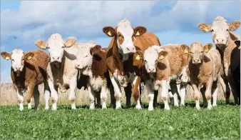  ?? Ref:RH01102223­2 ?? A SELECTION of the Crudie Simmental cows alongside some of this year’s heifer calves