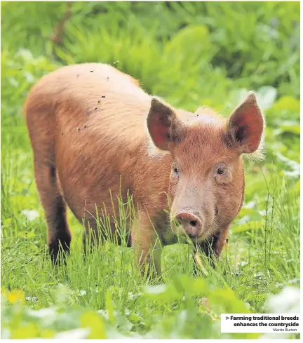  ?? Martin Burton ?? > Farming traditiona­l breeds enhances the countrysid­e