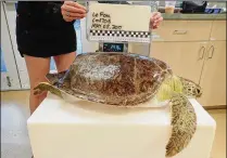  ?? LOGGERHEAD MARINE CENTER ?? This green sea turtle was found by a boater in the Indian River Lagoon on April 1, 2017. The turtle has a deformed shell that was believed to be caused by an old boat strike injury.