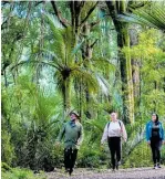  ?? Photo / ManawatuNZ ?? Left, Te Apiti, the Te Apiti - Manawatu Gorge walk passes through some lush rainforest.